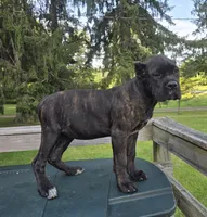 Sage, a female Cane Corso for sale in Ticonderoga, NY – 5 of 8