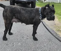 Savage , a female Cane Corso for sale in Ticonderoga, NY – 4 of 7