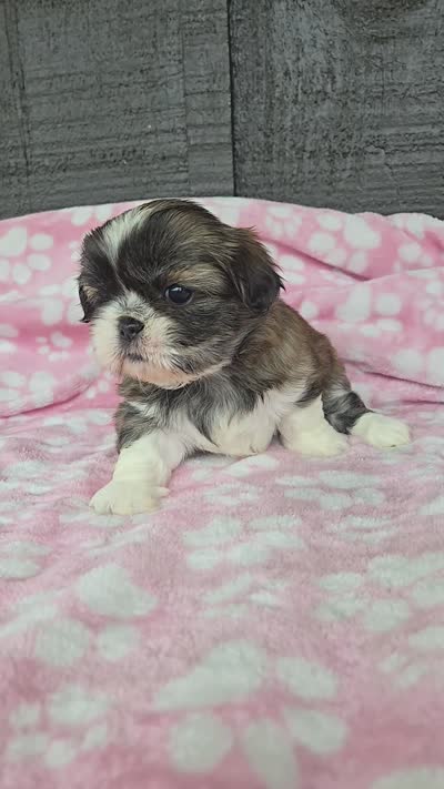 Daisy, a female Pekingese and Shih Tzu for sale in Ticonderoga, NY – 7 of 7