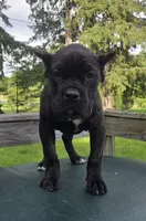 Sadie, a female Cane Corso for sale in Ticonderoga, NY – 3 of 6
