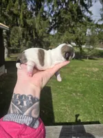 Duke , a male Pekingese and Shih Tzu for sale in Ticonderoga, NY – Photo 5 of 5