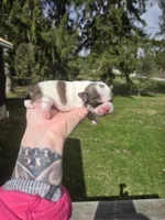 Duke , a male Pekingese and Shih Tzu for sale in Ticonderoga, NY – Photo 3 of 5