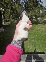 Duke , a male Pekingese and Shih Tzu for sale in Ticonderoga, NY – Photo 4 of 5