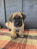 AKC Valiente , a male Cane Corso for sale in Ticonderoga, NY – 1 of 7