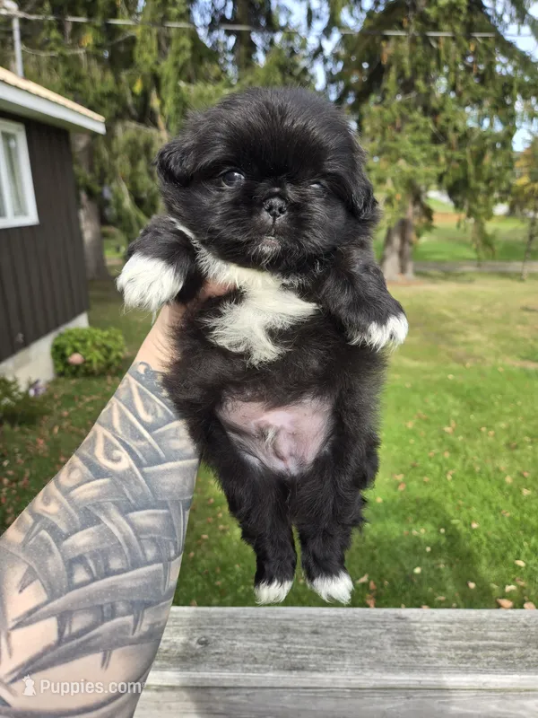 Decan – Pekingese puppy for sale in Ticonderoga, NY
