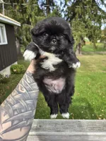 Decan, a male Pekingese for sale in Ticonderoga, NY – 3 of 5