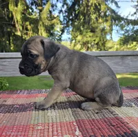 AKC Baylar, a male Cane Corso for sale in Ticonderoga, NY – 3 of 4