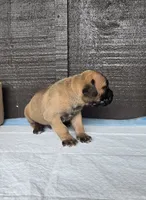 AKC Valiente , a male Cane Corso for sale in Ticonderoga, NY – 2 of 6