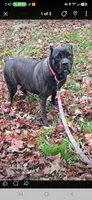 AKC Mushka , a female Cane Corso for sale in Ticonderoga, NY – 3 of 3