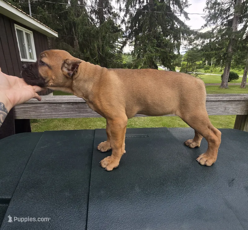 ICCF Sonya  – Cane Corso puppy for sale in Ticonderoga, NY