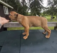 ICCF Sonya , a female Cane Corso for sale in Ticonderoga, NY – 2 of 9