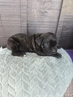 Sadie, a female Cane Corso for sale in Ticonderoga, NY – Photo 4 of 6