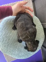 Sadie, a female Cane Corso for sale in Ticonderoga, NY – Photo 6 of 6