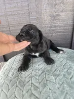 Sadie, a female Cane Corso for sale in Ticonderoga, NY – Photo 3 of 6