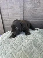 Sadie, a female Cane Corso for sale in Ticonderoga, NY – Photo 2 of 6