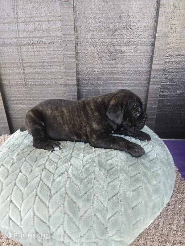 Sadie – Cane Corso puppy for sale in Ticonderoga, NY