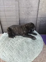 Sadie, a female Cane Corso for sale in Ticonderoga, NY – Photo 5 of 6