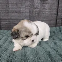 Bo, a male Pekingese and Shih Tzu for sale in Ticonderoga, NY – 4 of 6