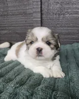 Bo, a male Pekingese and Shih Tzu for sale in Ticonderoga, NY – 5 of 6