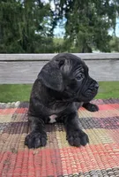 AKC Banshee , a male Cane Corso for sale in Ticonderoga, NY – 7 of 8
