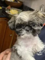 Cocoa, a female Pekingese and Shih Tzu for sale in Ticonderoga, NY – Photo 3 of 5