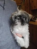 Cocoa, a female Pekingese and Shih Tzu for sale in Ticonderoga, NY – Photo 5 of 5
