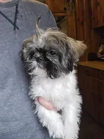 Cocoa, a female Pekingese and Shih Tzu for sale in Ticonderoga, NY – Photo 4 of 5
