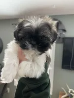 Cocoa, a female Pekingese and Shih Tzu for sale in Ticonderoga, NY – Photo 2 of 5