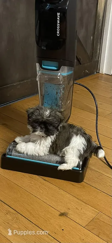 Cocoa – Pekingese, Shih Tzu puppy for sale in Ticonderoga, NY