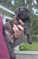 AKC Banshee , a male Cane Corso for sale in Ticonderoga, NY – 2 of 8