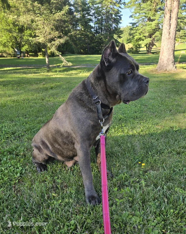 Bluebell  – Cane Corso puppy for sale in Ticonderoga, NY