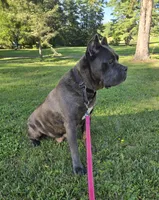 Bluebell , a female Cane Corso for sale in Ticonderoga, NY – 1 of 4