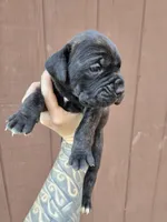 Chippewa , a female Cane Corso for sale in Ticonderoga, NY – 8 of 9