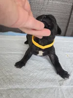AKC Banshee , a male Cane Corso for sale in Ticonderoga, NY – 2 of 4