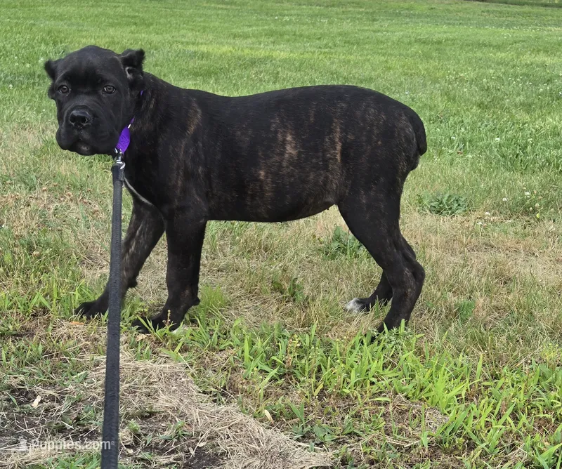 Sage – Cane Corso puppy for sale in Ticonderoga, NY