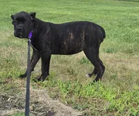 Sage, a female Cane Corso for sale in Ticonderoga, NY – 1 of 8