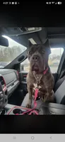 Bluebell , a female Cane Corso for sale in Ticonderoga, NY – 5 of 6