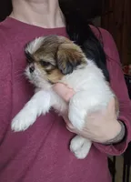 Violet SHINESE BREED , a female Shih Tzu for sale in Ticonderoga, NY – Photo 3 of 4