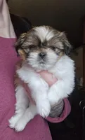 Violet SHINESE BREED , a female Shih Tzu for sale in Ticonderoga, NY – Photo 1 of 4