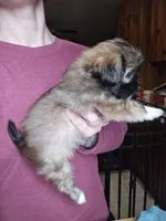 Push-Pop SHINESE BREED, a male Shih Tzu for sale in Ticonderoga, NY – Photo 4 of 4