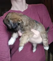 Push-Pop SHINESE BREED, a male Shih Tzu for sale in Ticonderoga, NY – Photo 3 of 4