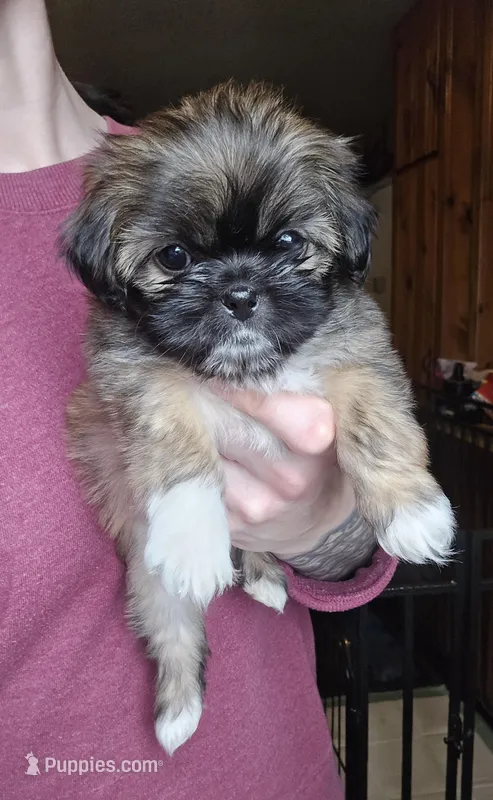 Push-Pop SHINESE BREED