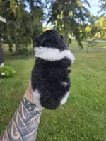 Deja Vu, a female Pekingese for sale in Ticonderoga, NY – 3 of 7