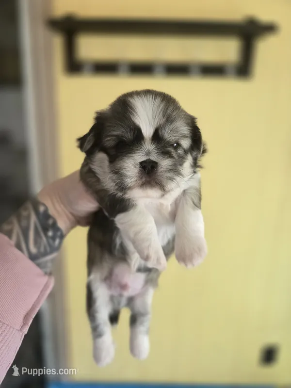 Rosco – Pekingese, Shih Tzu puppy for sale in Ticonderoga, NY