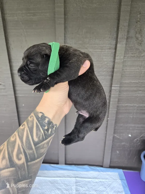 AKC Boomerang  – Cane Corso puppy for sale in Ticonderoga, NY