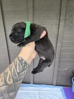 AKC Boomerang , a male Cane Corso for sale in Ticonderoga, NY – 1 of 5