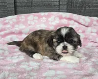 Daisy, a female Pekingese and Shih Tzu for sale in Ticonderoga, NY – 3 of 7