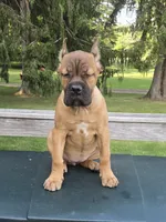 ICCF Sonya , a female Cane Corso for sale in Ticonderoga, NY – 6 of 9