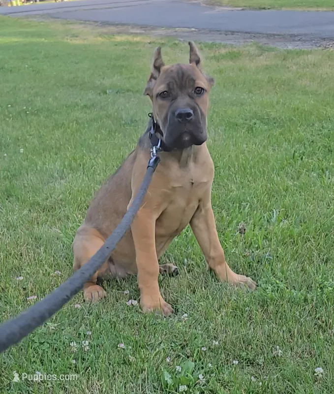 Scarlett  – Cane Corso puppy on hold in Ticonderoga, NY