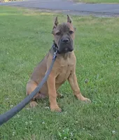 Scarlett , a female Cane Corso for sale in Ticonderoga, NY – 1 of 6